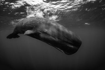 A Giant Breath