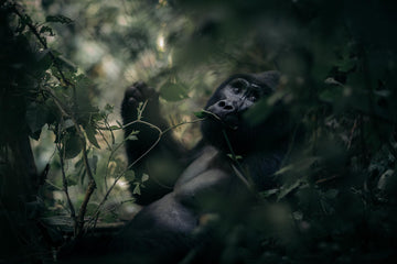 Dark Forests