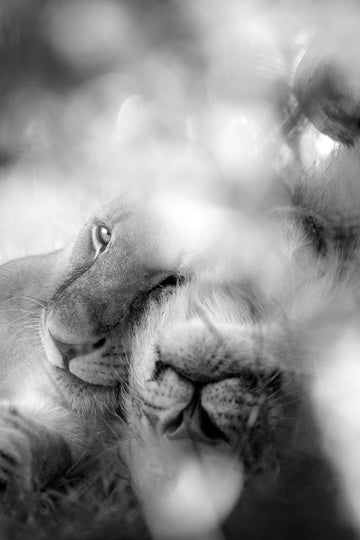 Majestic Tenderness