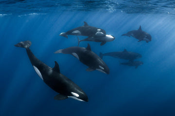 Orca Dreams