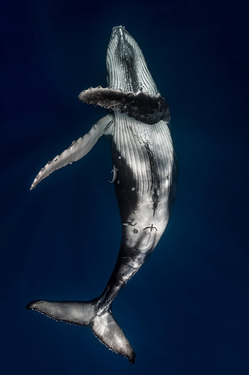 Dancing Whale