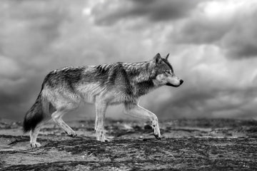 Storm Wolf