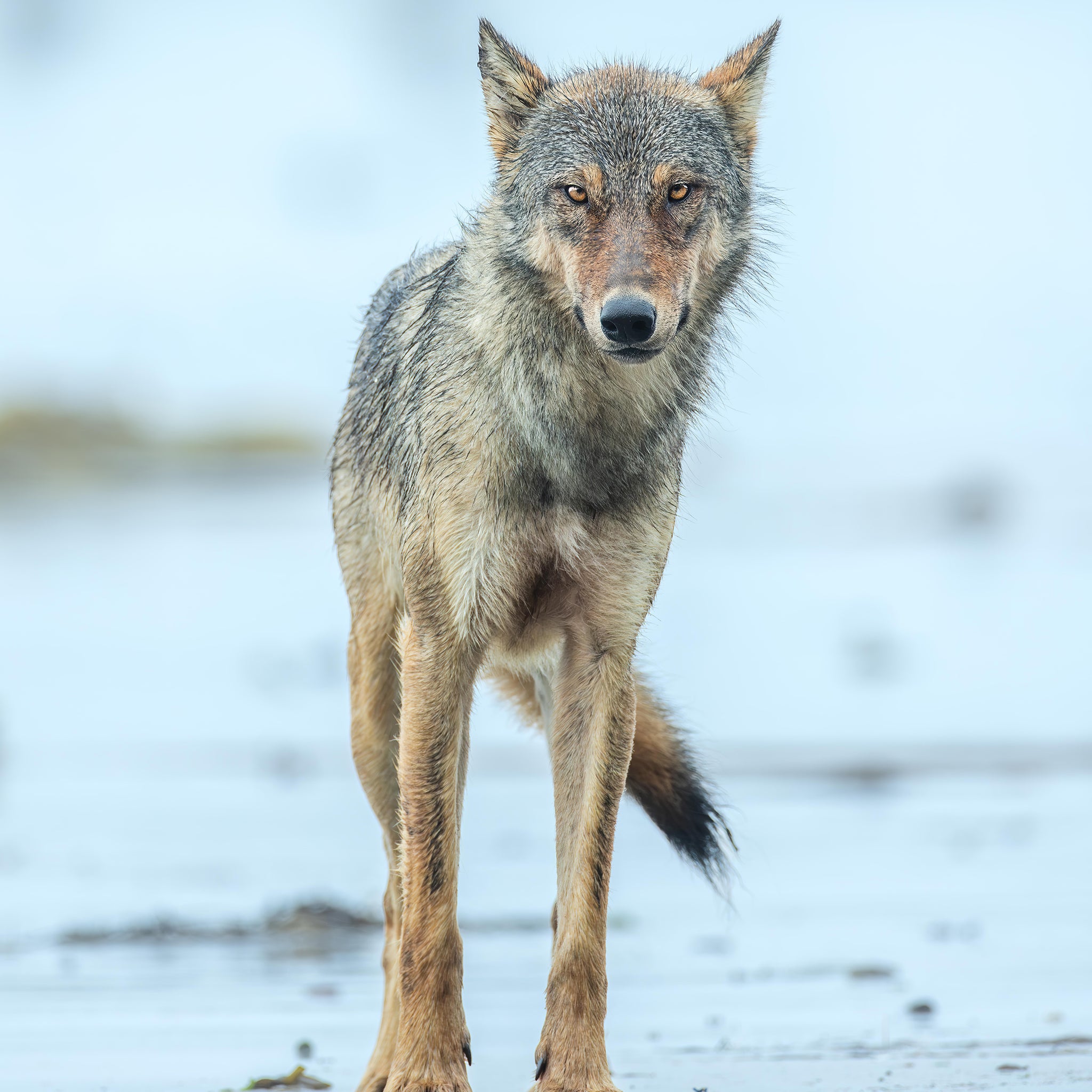 Salish Searcher