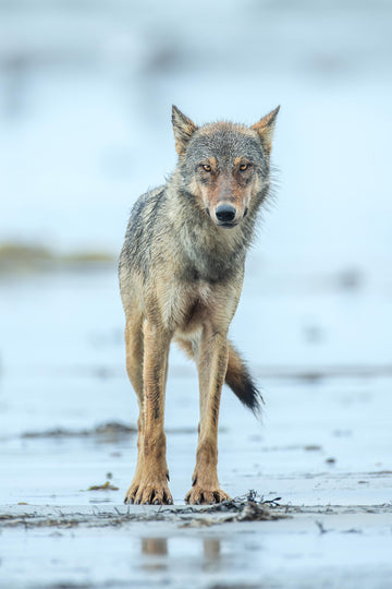 Salish Searcher