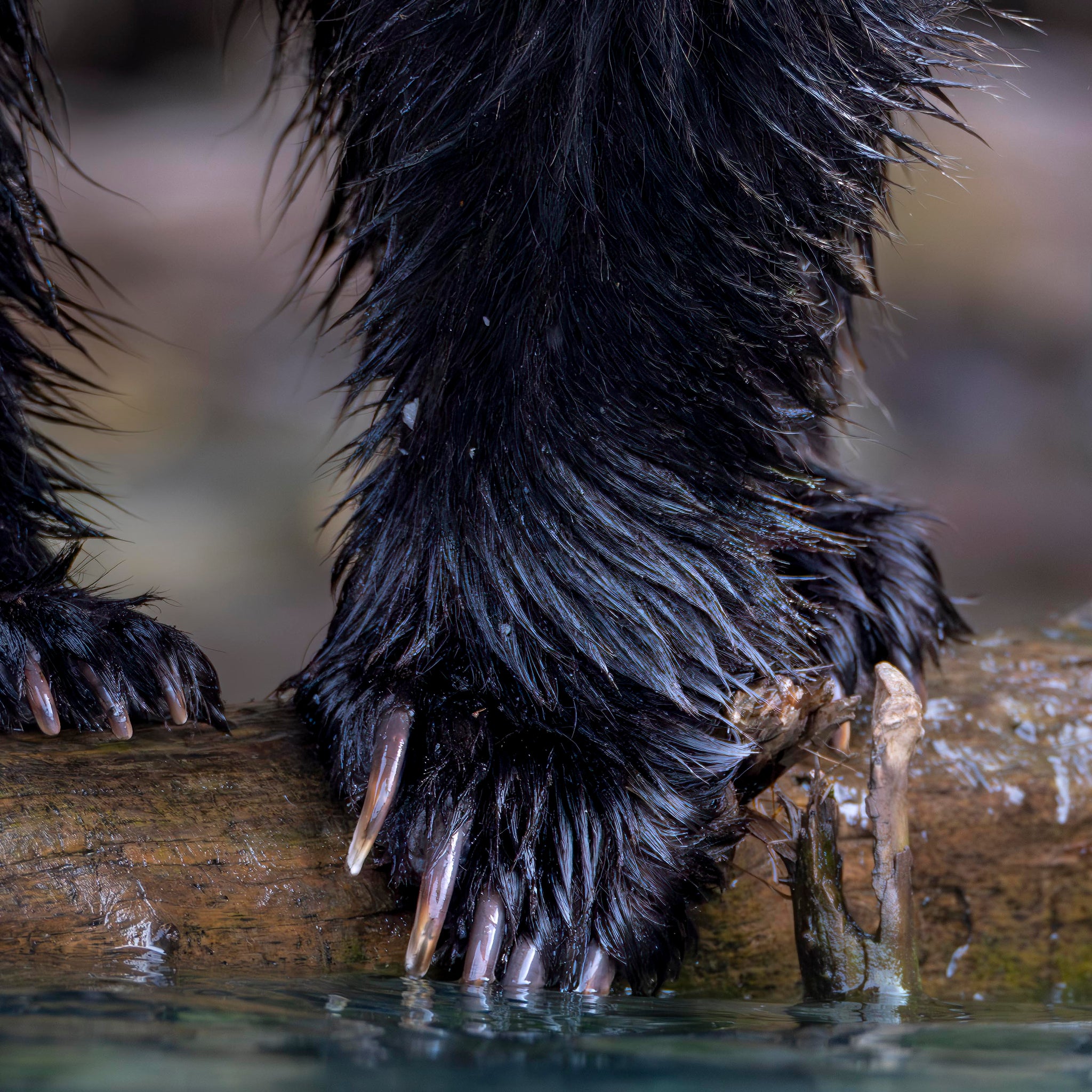 Fur & Claws