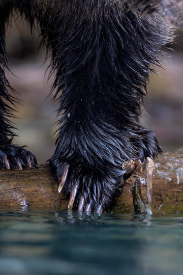 Fur & Claws